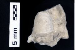 Foto (Detailansicht) von Discutiolira moesica (Muţiu & Bădăluţă, 1971) (NHMW-GEO-1990-0041-0525)